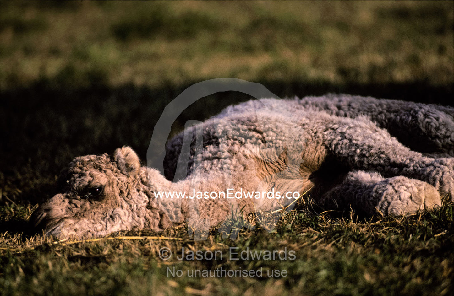 A newborn three day old Dromedary Camel calf resting on the ground. Werribee Open Range Zoo, Victoria, Australia.
