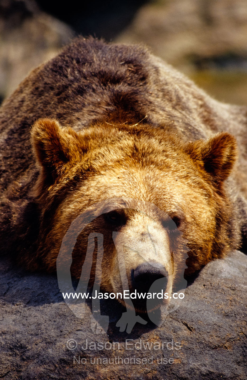 A Grizzly Bear rests his huge head on a warm rock in the sun. Bronx Zoo, New York, United State of America.