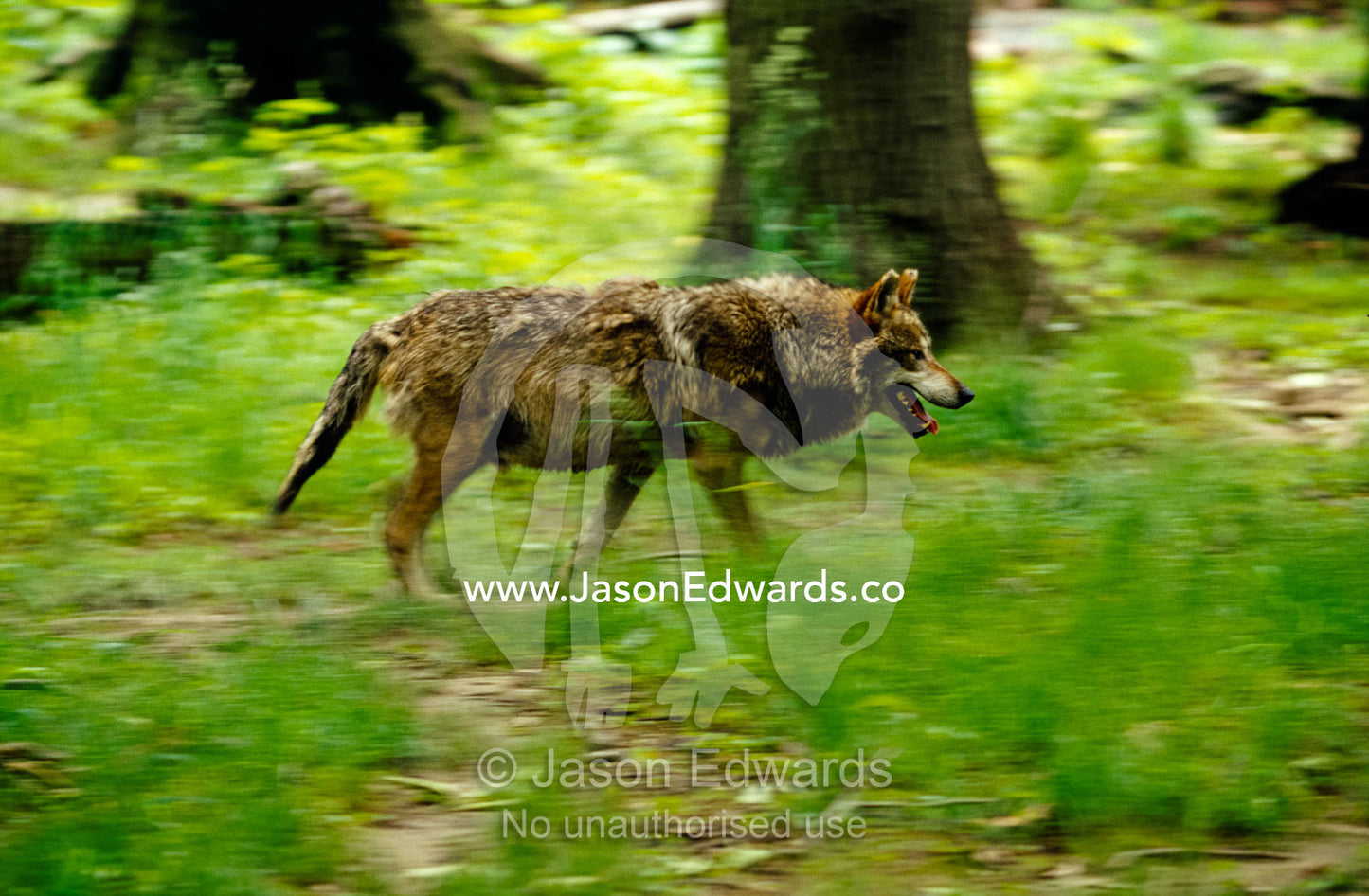 An endangered Mexican Grey Wolf running through a forest clearing. Bronx Zoo, New York, United States of America.