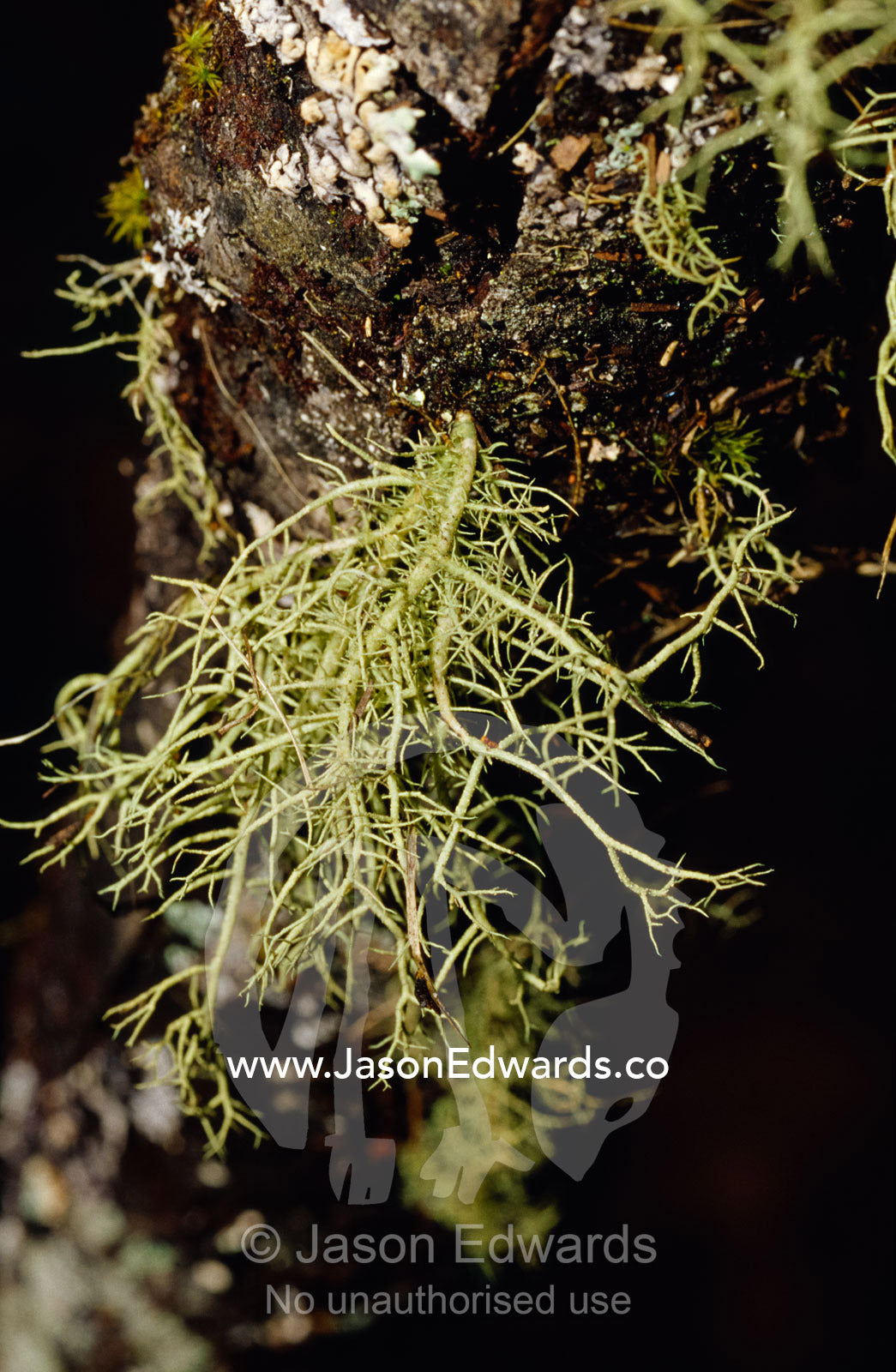 Tentacles of green Hairy Moss growing on a dead tree branch. Jamieson, Victoria, Australia.