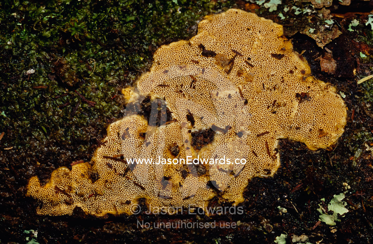 Porous yellow orange Lichen growing on a tree trunk lying in a forest. Jamieson, Victoria, Australia.