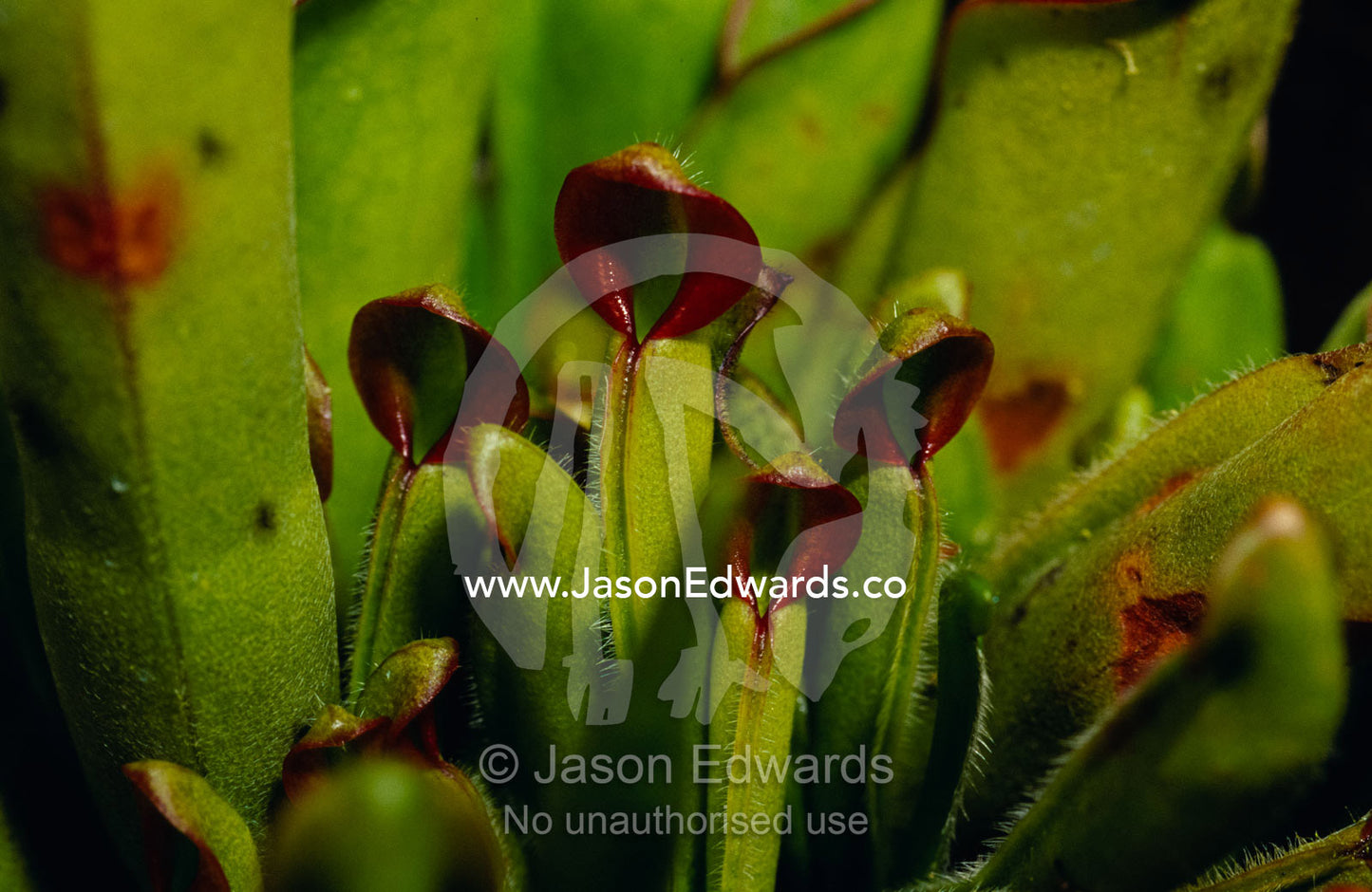 The rare carnivorous Sun Pitcher plant, Heliamphora Heterodoxa. Collectors Corner, Springvale, Victoria, Australia.