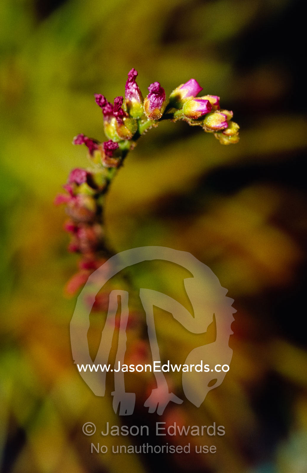 Flowers of the carnivourous Sundew plant, Drosera Capensis. Collectors Corner, Springvale, Victoria, Australia.
