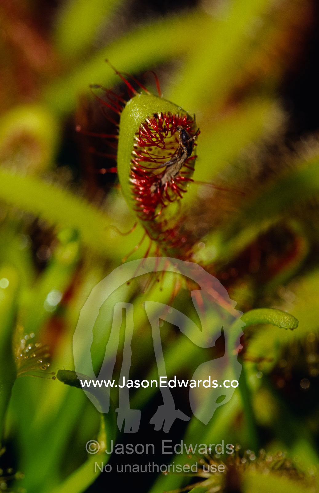 A mosquito trapped by a Sundew, carnivourous plant, Drosera Capensis. Collectors Corner, Springvale, Victoria, Australia.