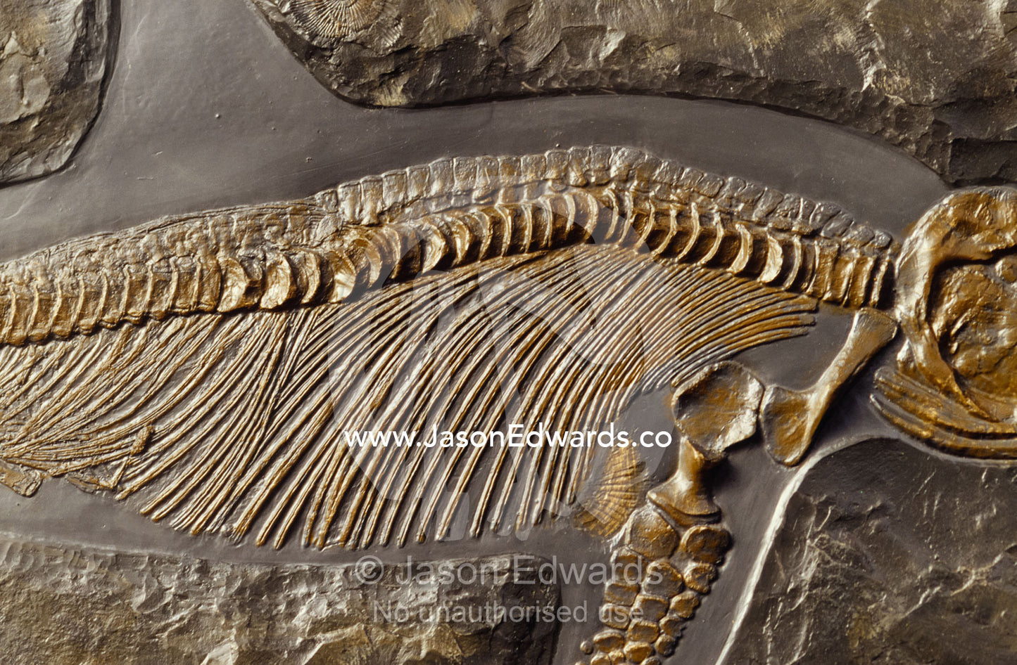 The ribs and spine of Ichthyosaur fossil Stenopterygius Quadriscissus. Collectors Corner, Springvale, Victoria, Australia.