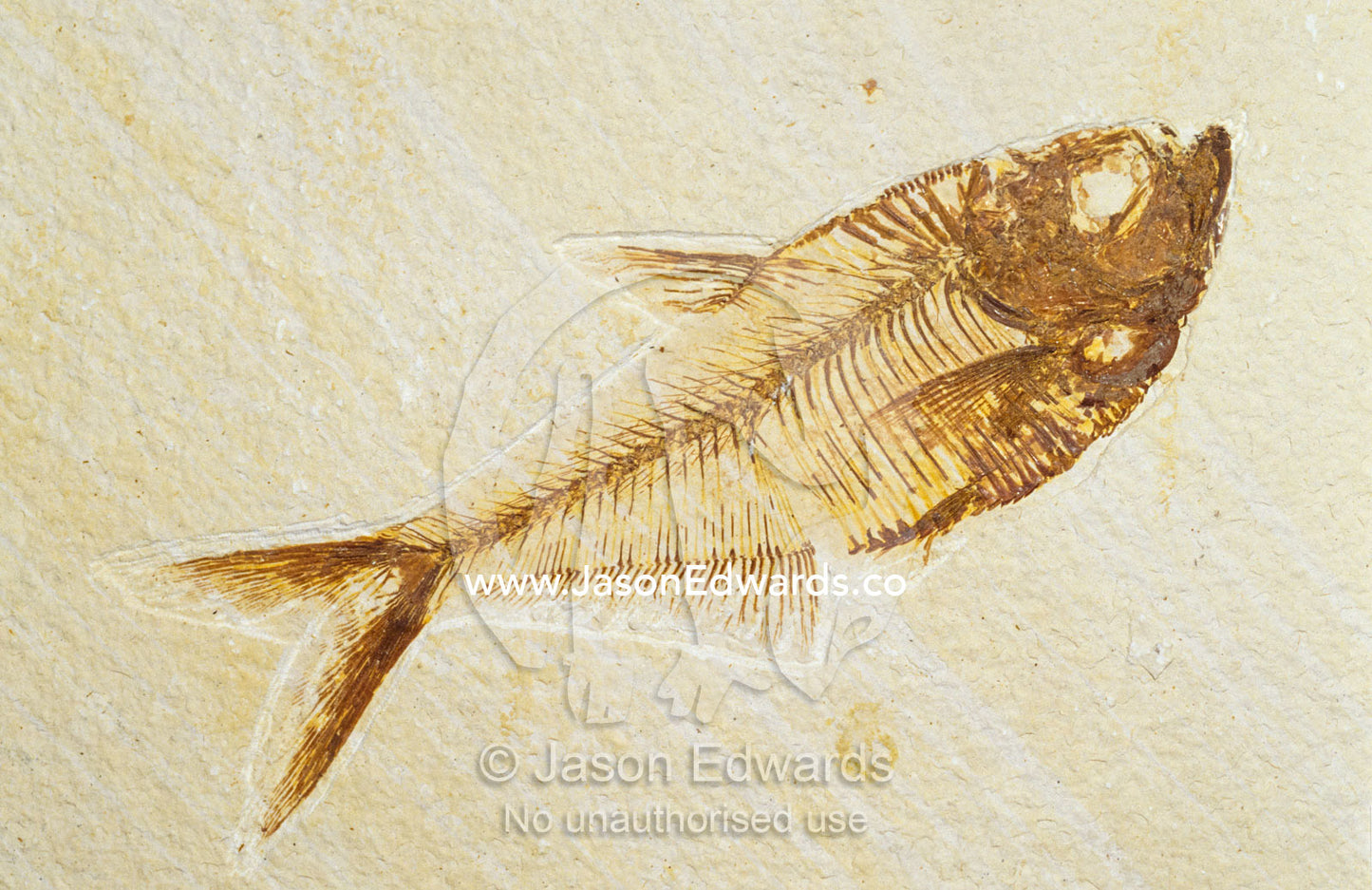 A fish fossil, Diplomystus Dentatus, from the Eocene period. Collectors Corner, Springvale, Victoria Australia.