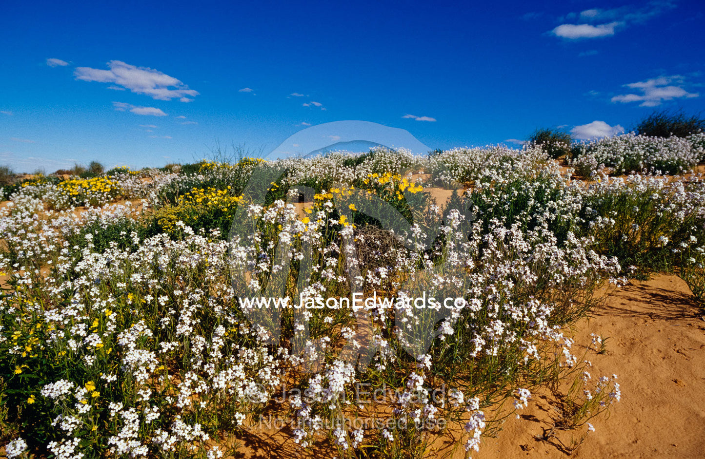 A riot of Wild Stock flowers and annual Yellowtops on a sand dune. Simpson Desert Conservation Park, South Australia.
