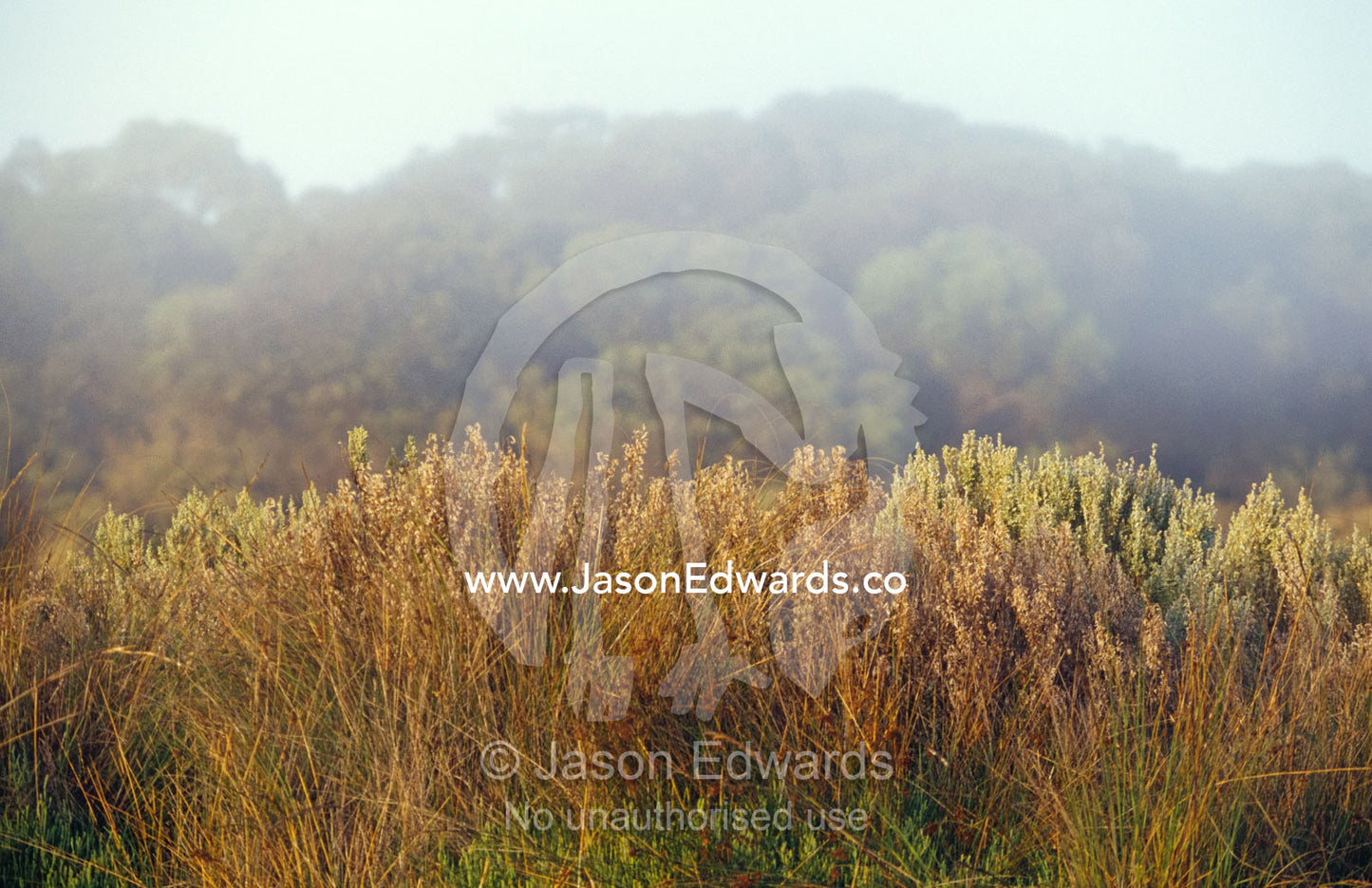 Reed Bed grasses and Salt Bush shrubs beneath a dawn fog in wetlands. Coorong National Park, South Australia.