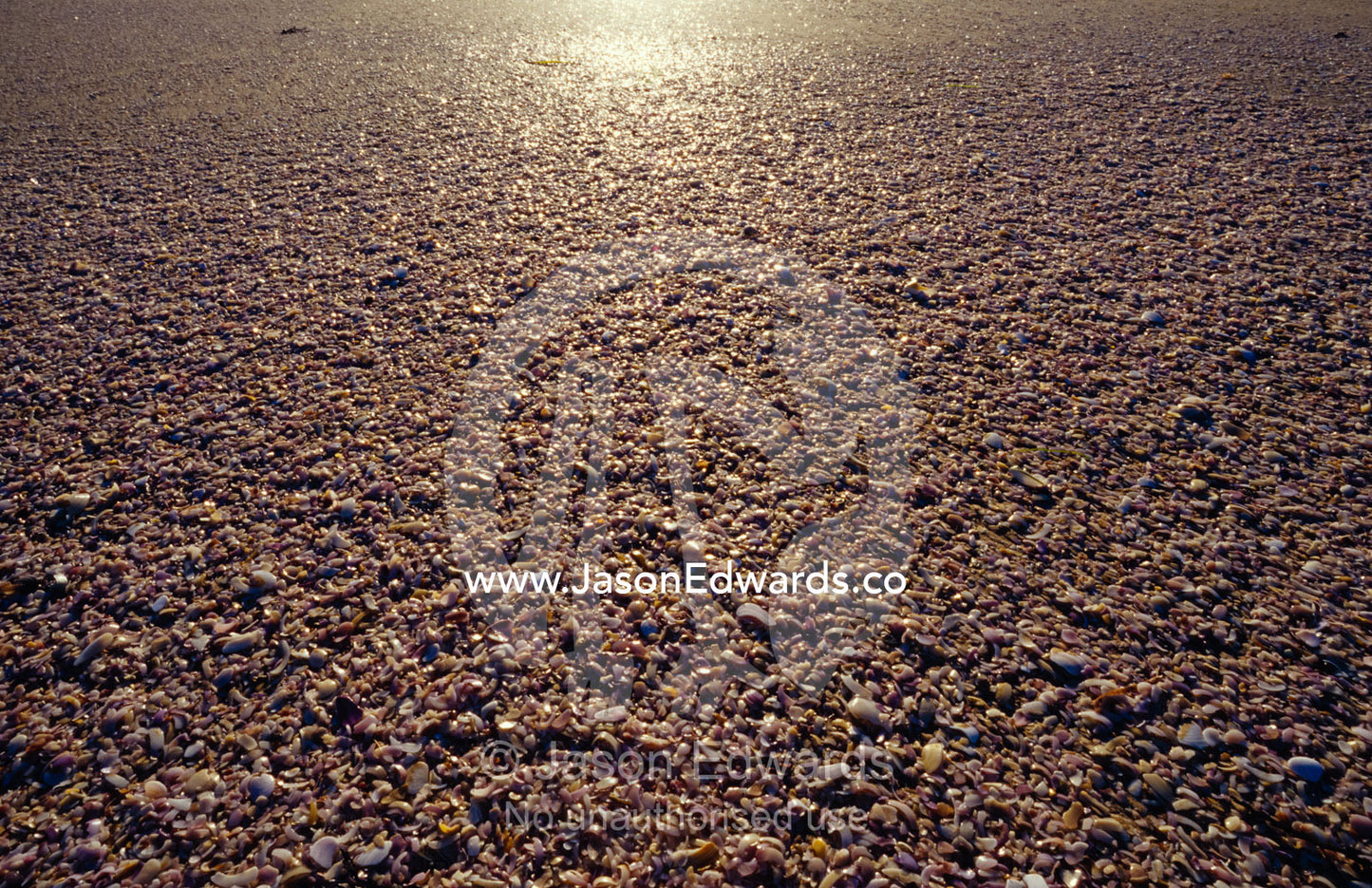 A vast beach of broken shells eroding into the sand reflects the sun. Coorong National Park, Younghusband Penninsula, South Australia.
