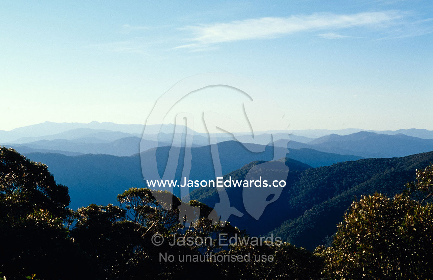 Mountains and valleys covered in Alpine Ash eucalypt tree forest. Mount Buffalo Plateau, Alpine National Park, Victoria, Australia.
