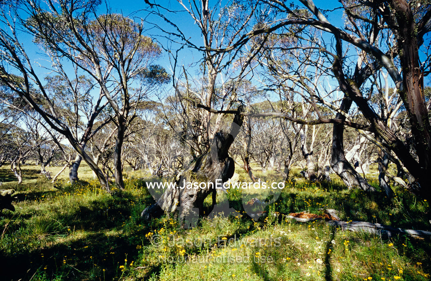 An Alpine meadow and stand of Snow Gum Eucalypt trees. Alpine National Park, JB Plain, Victoria, Australia.