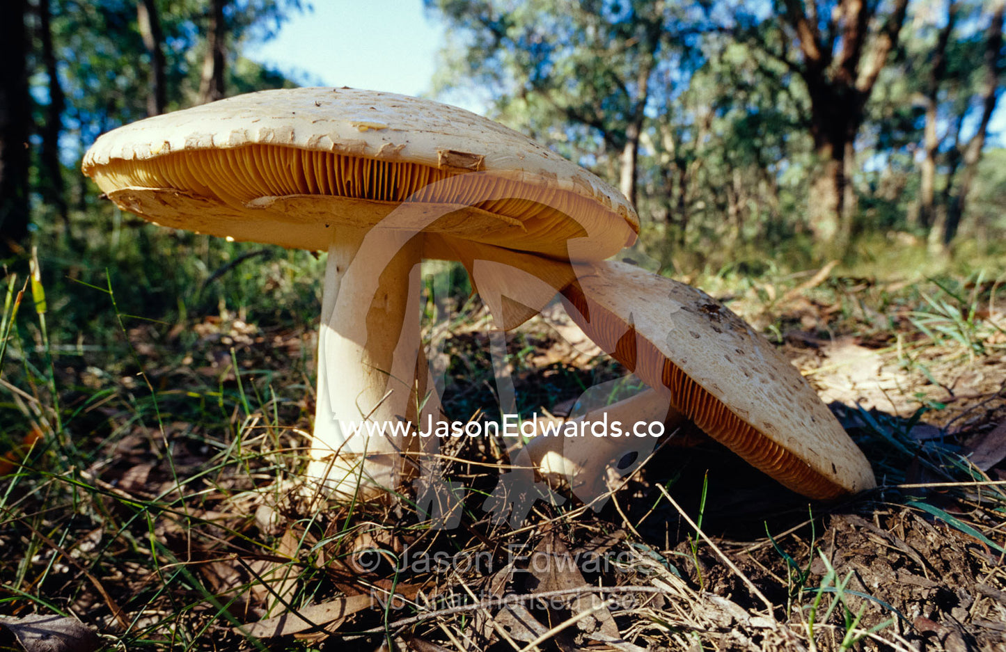 Gilled Fungi, Amanita Ochrophylla, on the forest floor. Yellingbo Nature Conservation Park, Victoria, Australia.