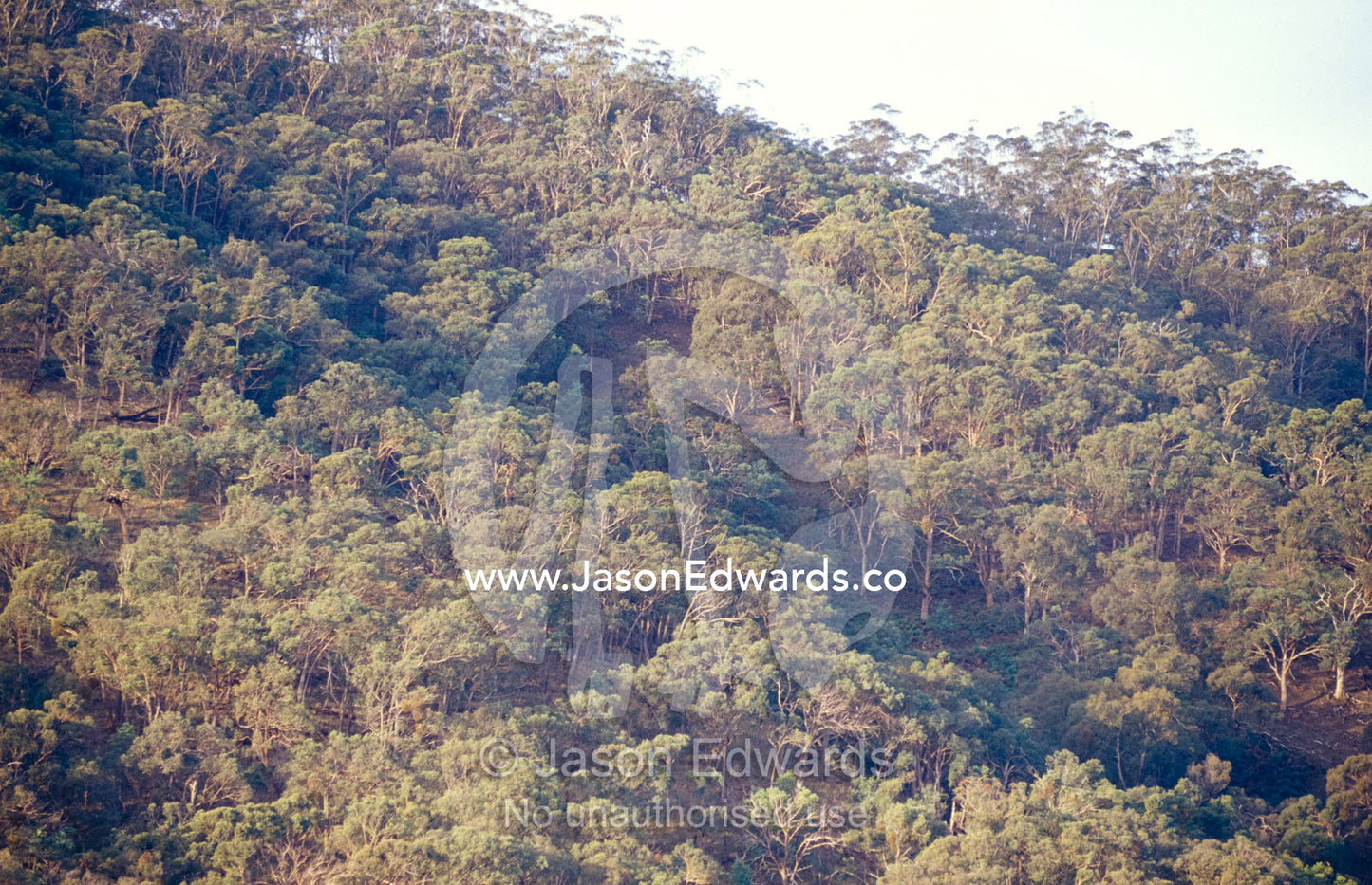A stand of Eucalypt trees forest a hillside at sunset. Flowerdale, Victoria, Australia.