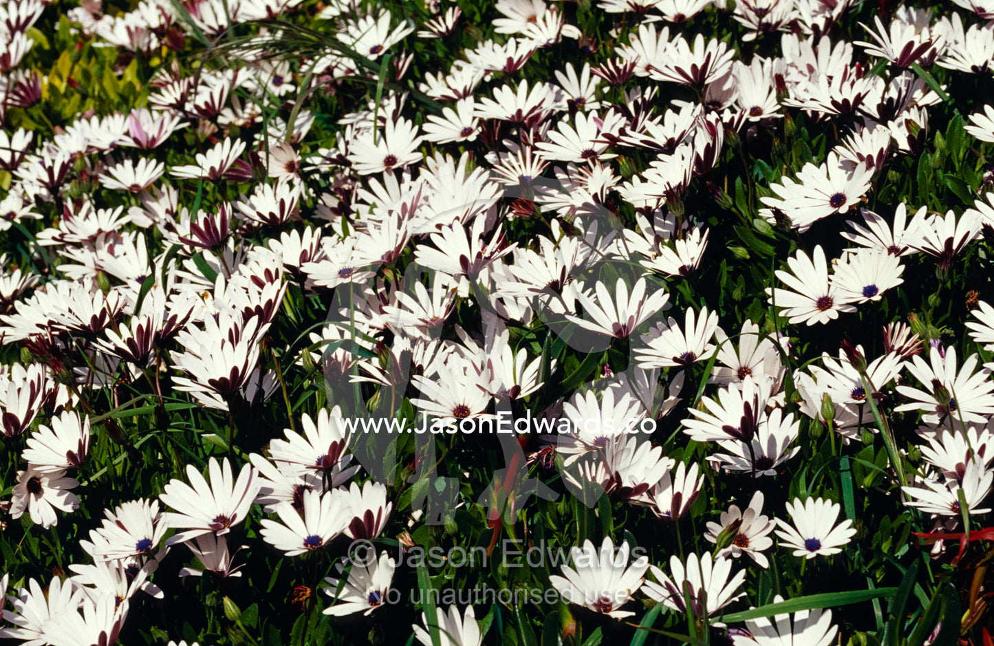 A field of prolofic white Daisy flowers decorates a coastal garden. Seascape, Emu Bay, Kangaroo Island, South Australia.