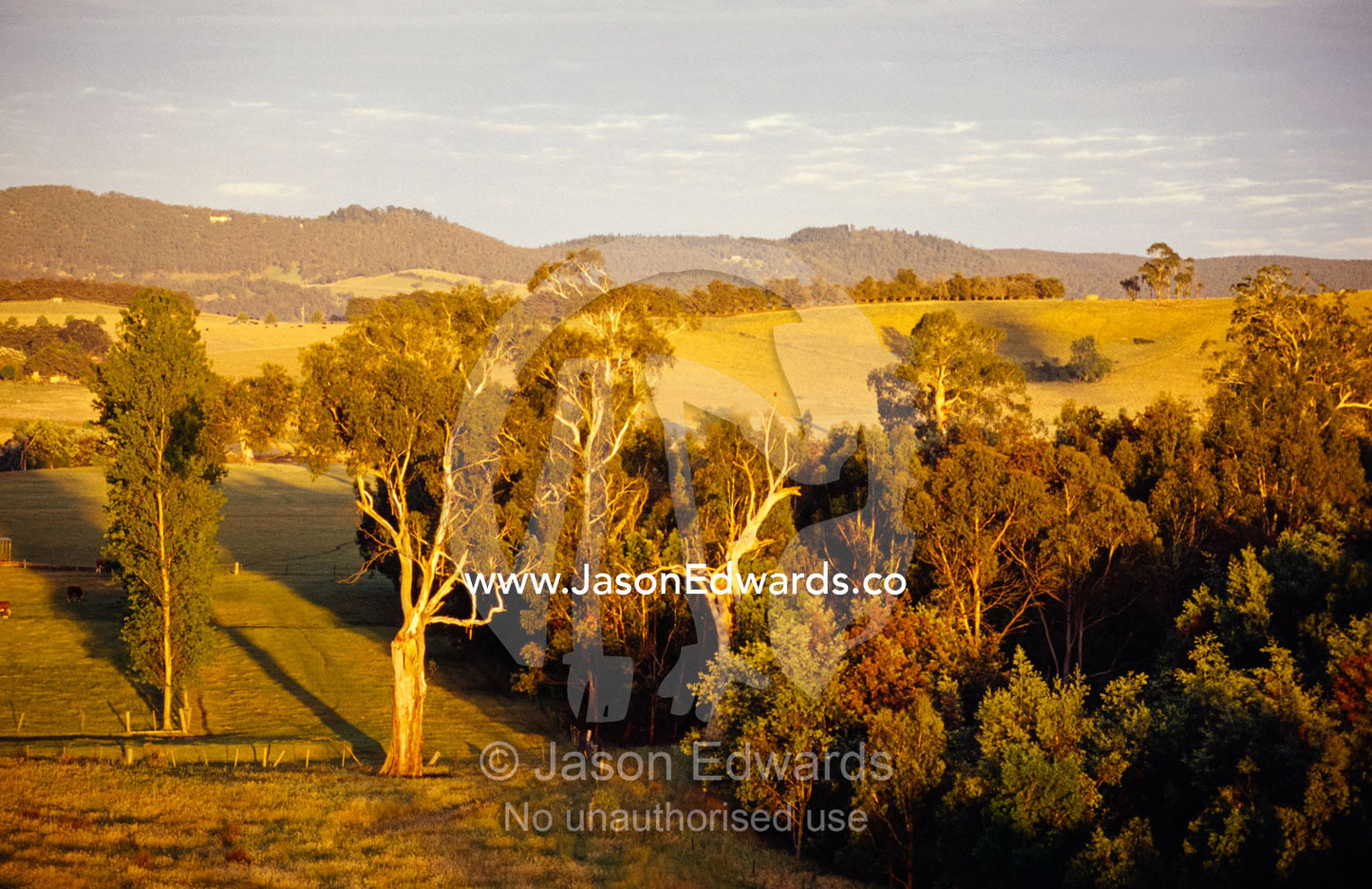 An aerial view of idyllic farmland at dawn surrounded by forest. Yarra Valley, Victoria, Australia.