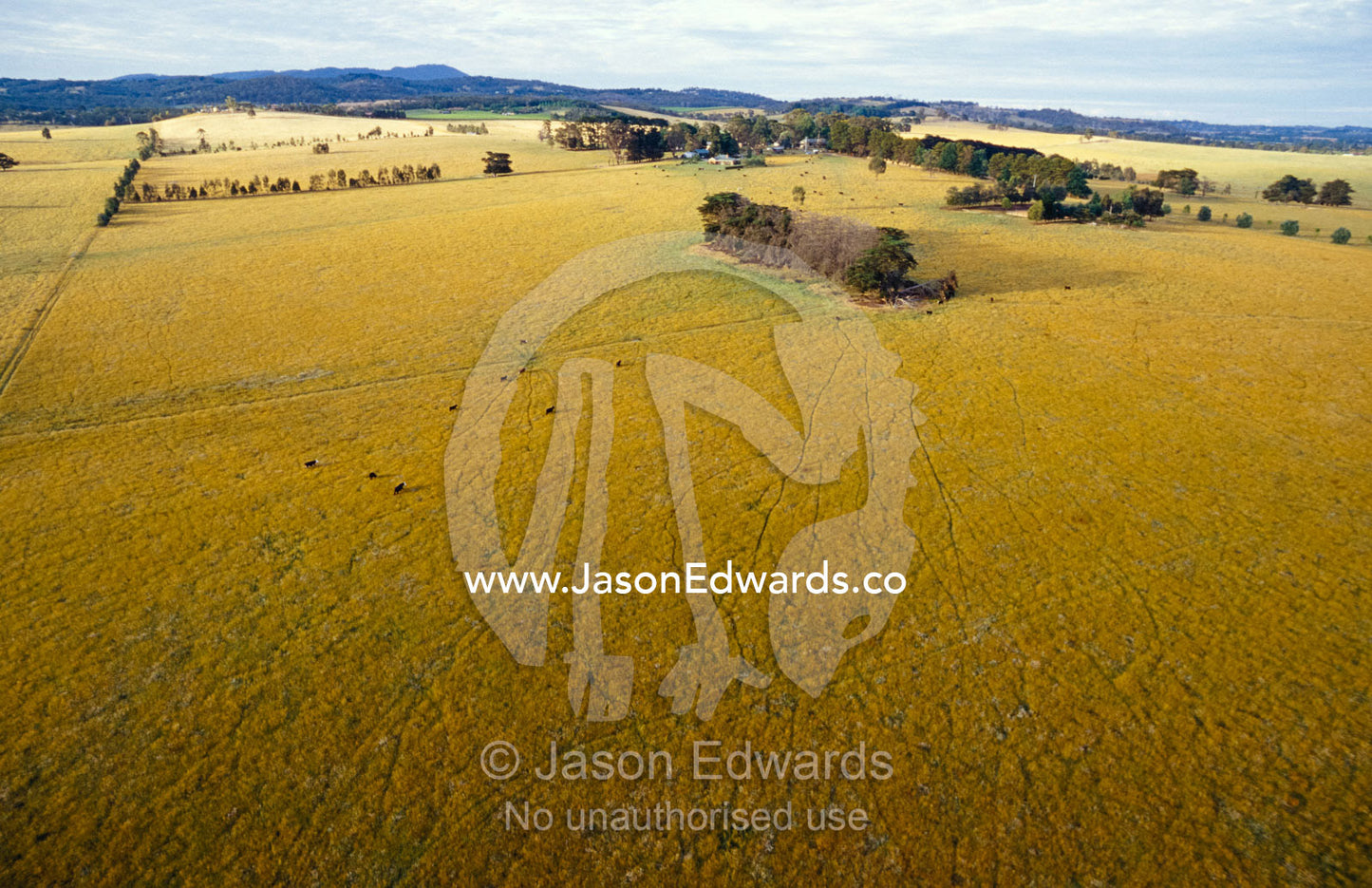 An aerial view of farmland criss-crossed with cow trails. Yarra Valley, Victoria, Australia.
