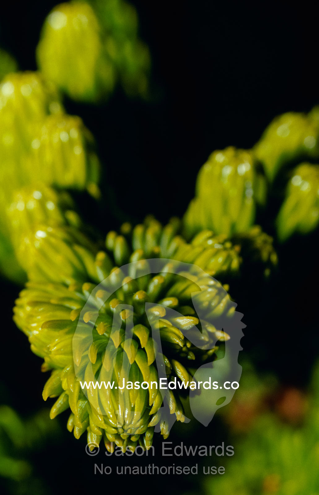 Closeup detail of the spiky leaves of the Pine tree. Tathra, New South Wales, Australia.