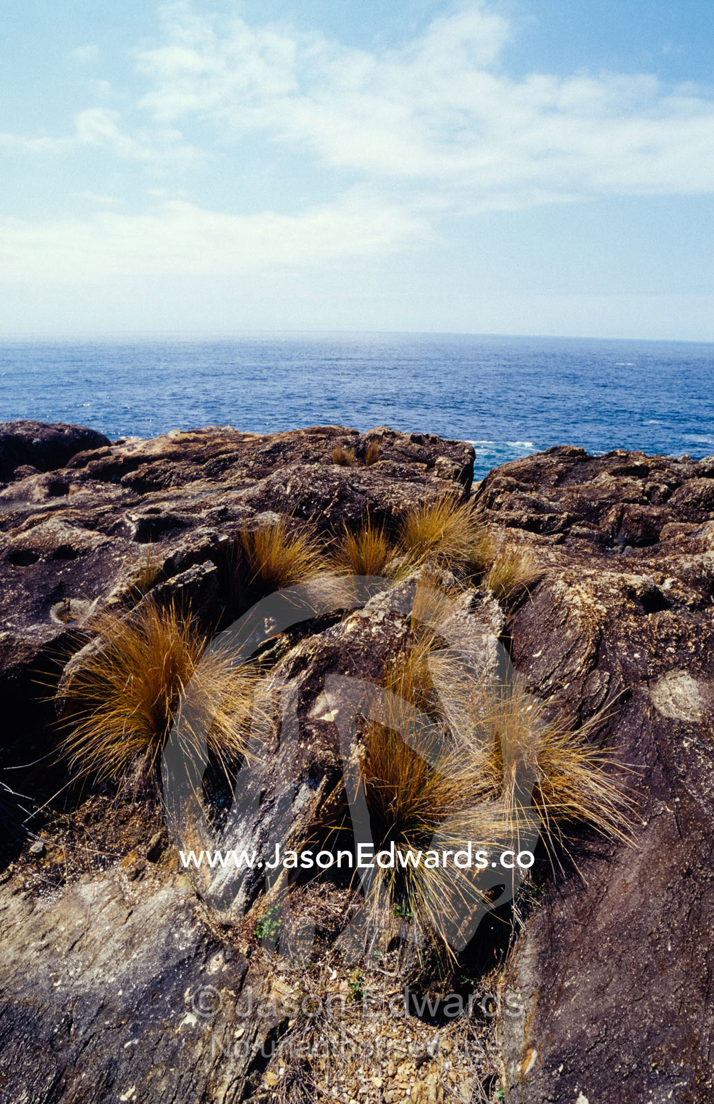 Grass tussocks cling to a ruggered rocky coast overlooking the ocean. Tathra, New South Wales, Australia.