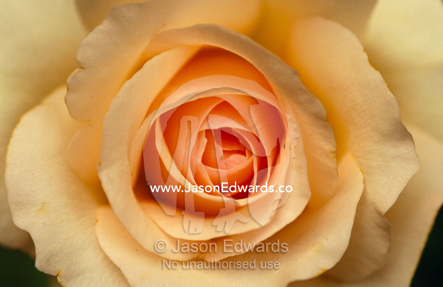 Closeup of a Mothers Love Rose flower and petals. Jamieson, Victoria, Australia.