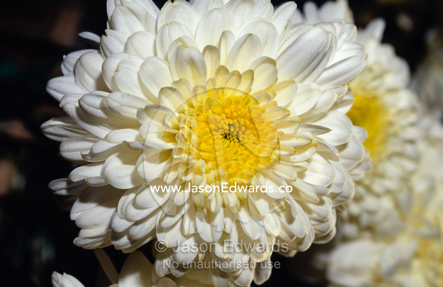 Closeup of a Chrysanthemum flower and petals. North Carlton, Victoria, Australia.