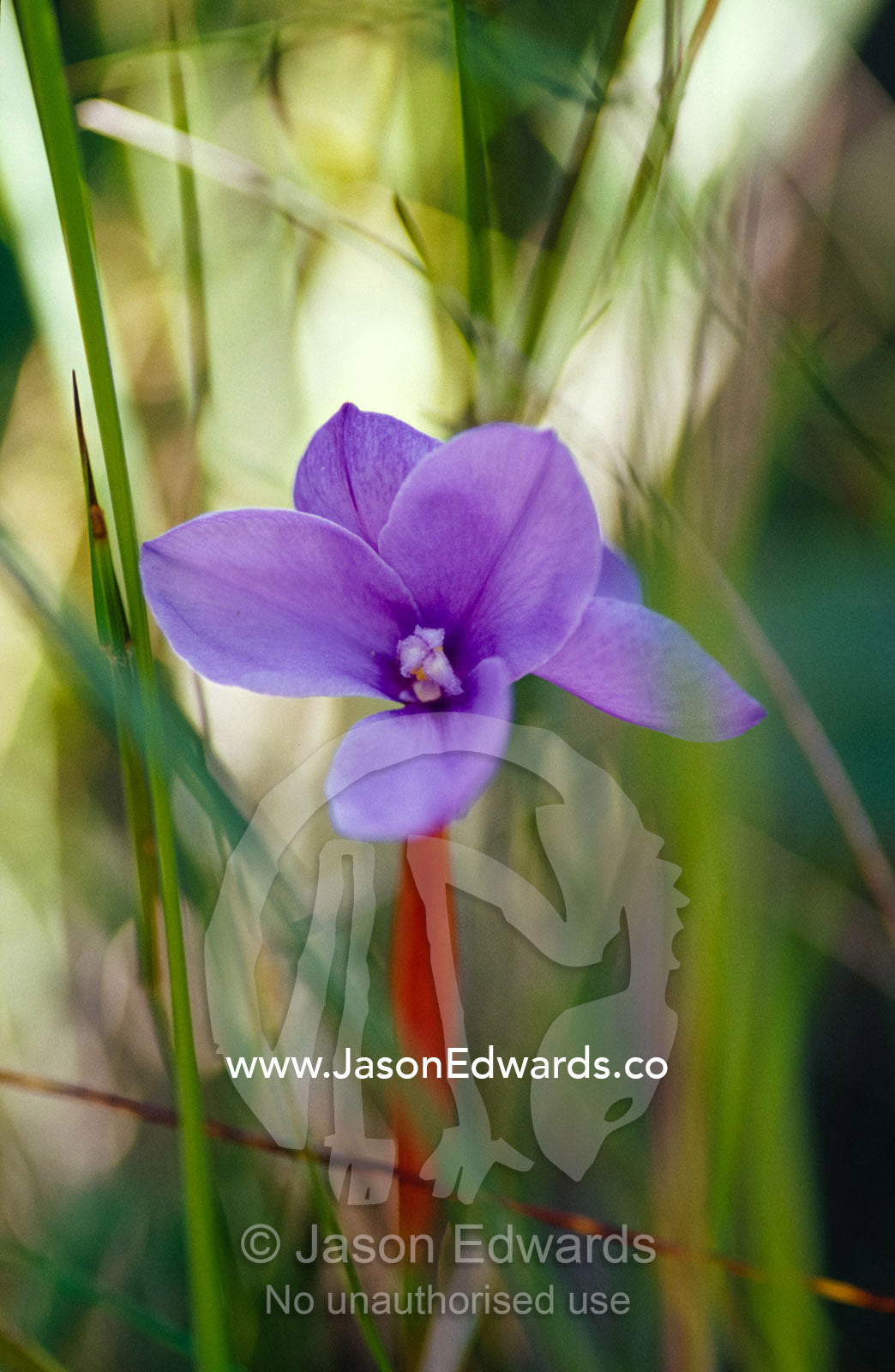Short Purple Flag, Patersonia Fragilis, emerges into a sun ray. Yellingbo Nature Conservation Reserve, Victoria, Australia.