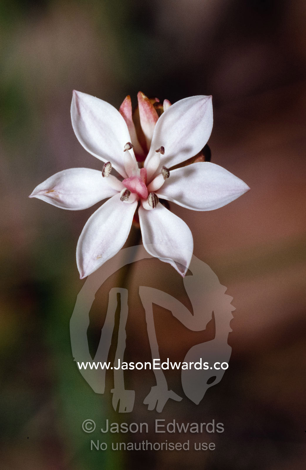 The delicate pastel pink flower of the Milk Maid plant. Yellingbo Nature Conservation Reserve, Victoria, Australia.