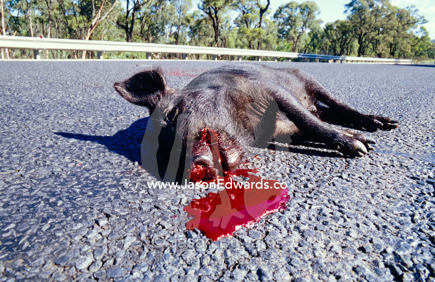 A dead, bleeding feral pig on the roadside, the victim of roadkill. Pilliga Nature Reserve, New South Wales, Australia.