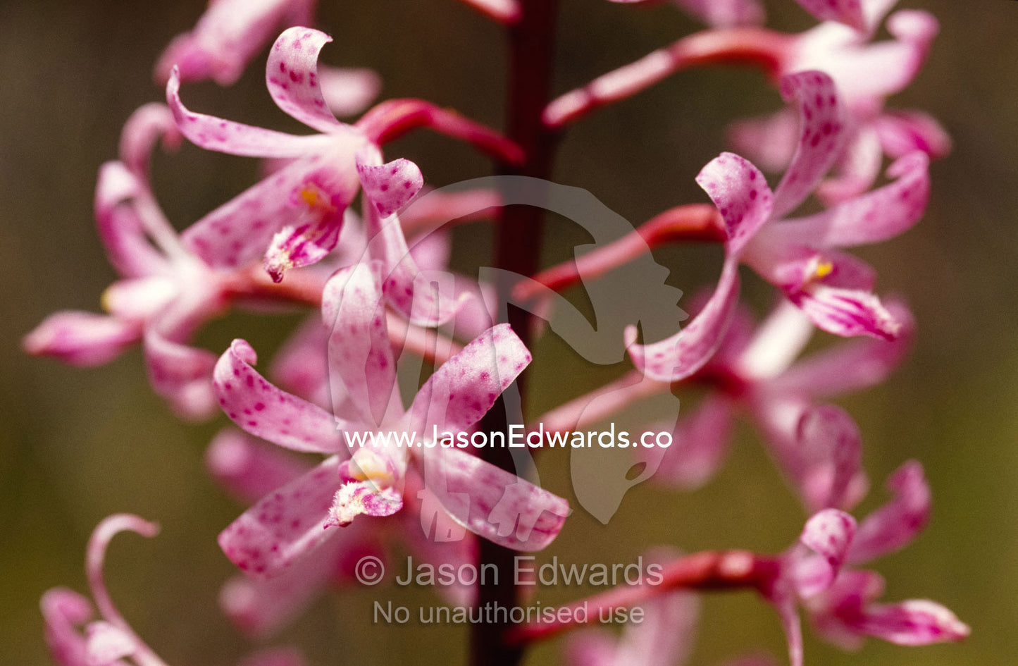 The delicate vivid pink flowers of the Spotted Hyacinth Orchid. Yellingbo Nature Conservation Reserve, Victoria, Australia.