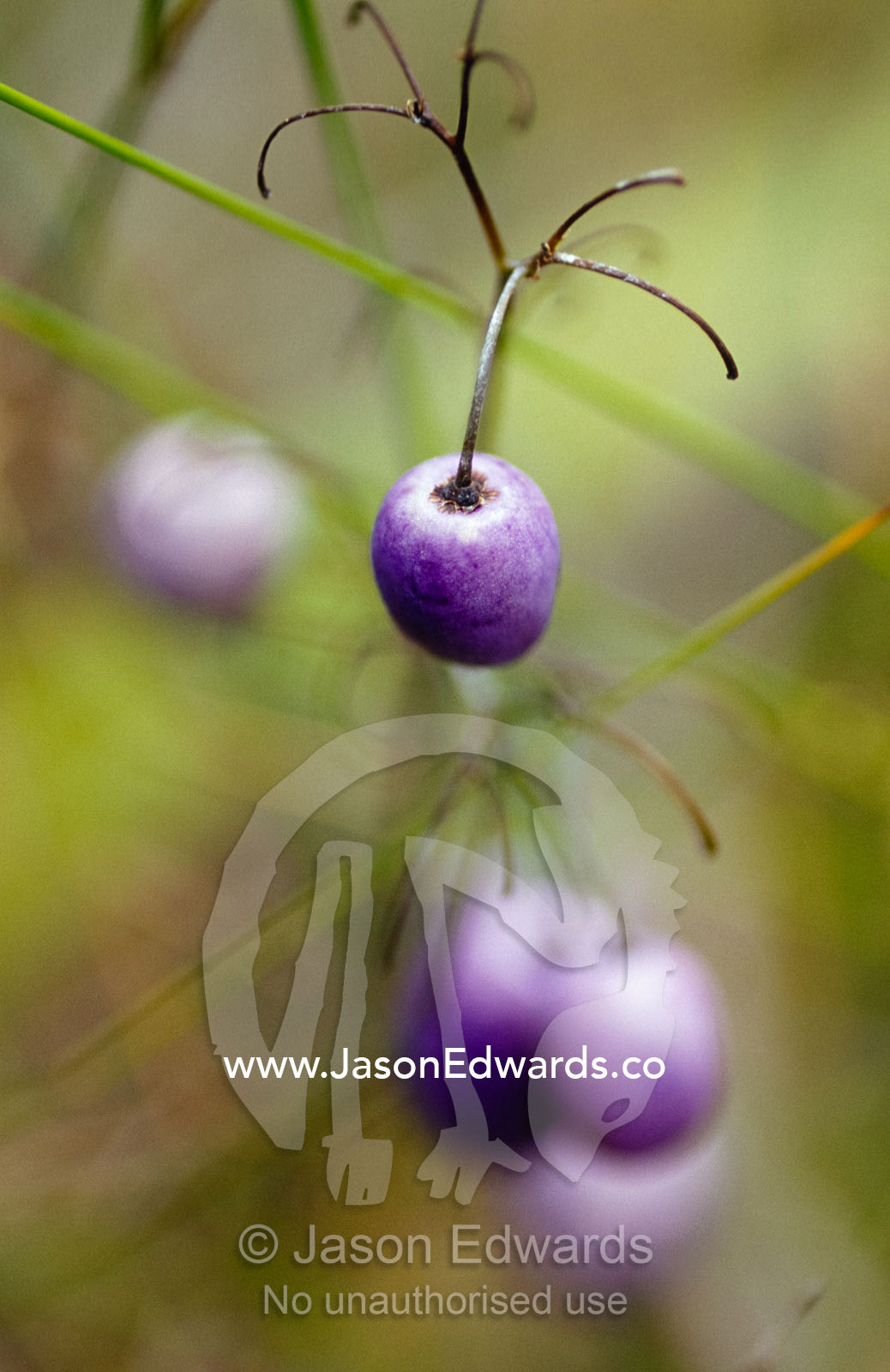 The aubergine fruit of the Tasman Flax Lilly, Dianella Tasmanica. Yellingbo Nature Conservation Reserve, Victoria, Australia.