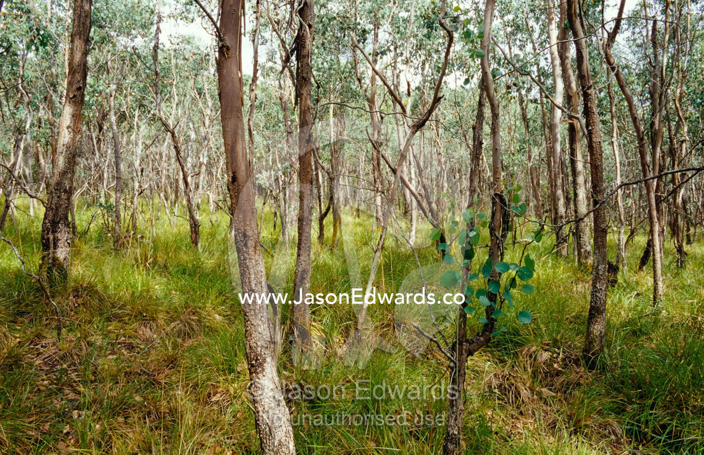 Eucalyptus Camphora trees and Hooker's Fescue grass protected habitat. Yellingbo Nature Conservation Reserve, Victoria, Australia.