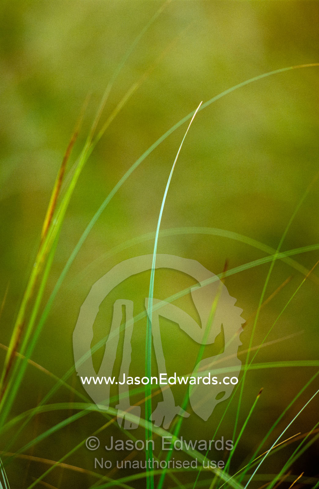 Delicate lime green grasses in the forest understorey. Bunyip State Park, Victoria, Australia.