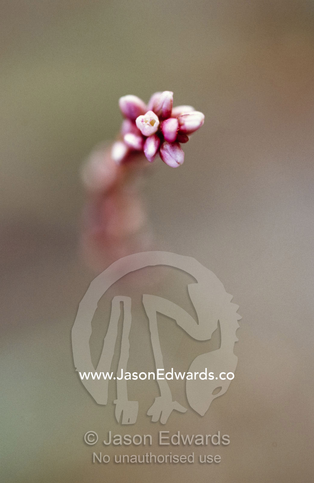 A delicate and pretty pink stream flower emerging from the background. Bullatail Creek, Denniliquin, New South Wales, Australia.