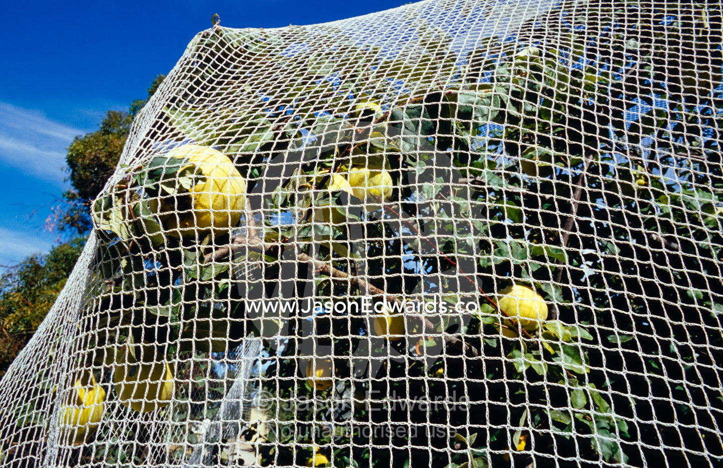 Mesh cloth protecting Melon fruit trees from bird attack. Mundiwa Station, Denniliquin, New South Wales, Australia.