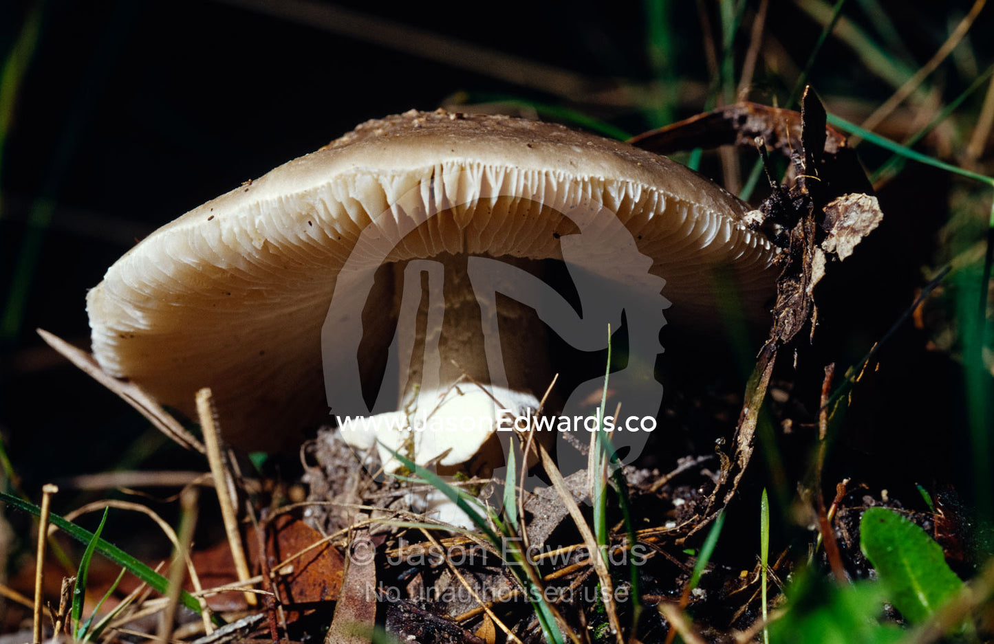 A large Fungi Amanita with white gills in a swamp forest understorey. Bunyip State Park, Victoria, Australia.