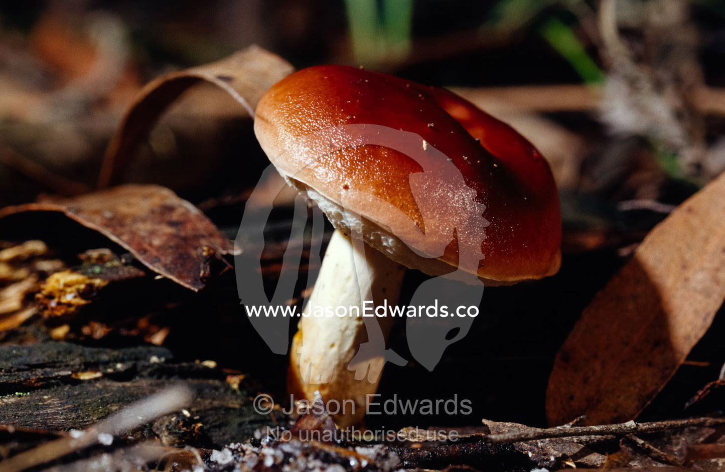 A bright copper red Bolete Fungi in forest leaf litter. Bunyip State Park, Victoria, Australia.