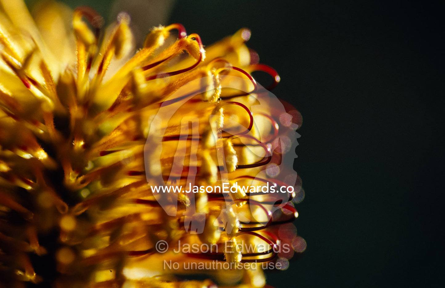 The delicate yellow and red flower of the Hairpin Banksia, Spinulosa. Bunyip State Park, Victoria, Australia.