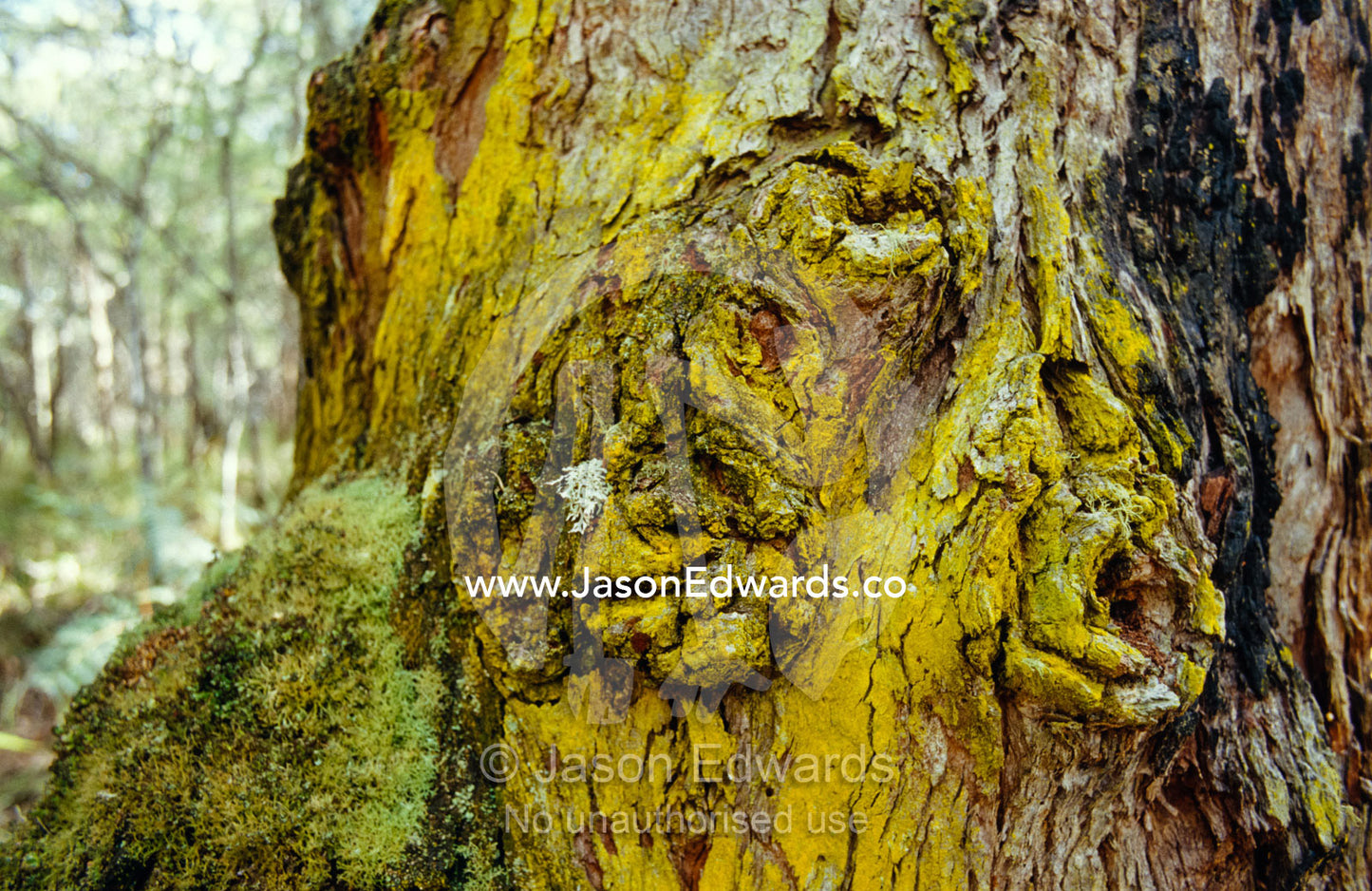 Bright yellow Corticolous Lichen growing on an ancient tree trunk. Bunyip State Park, Victoria, Australia.