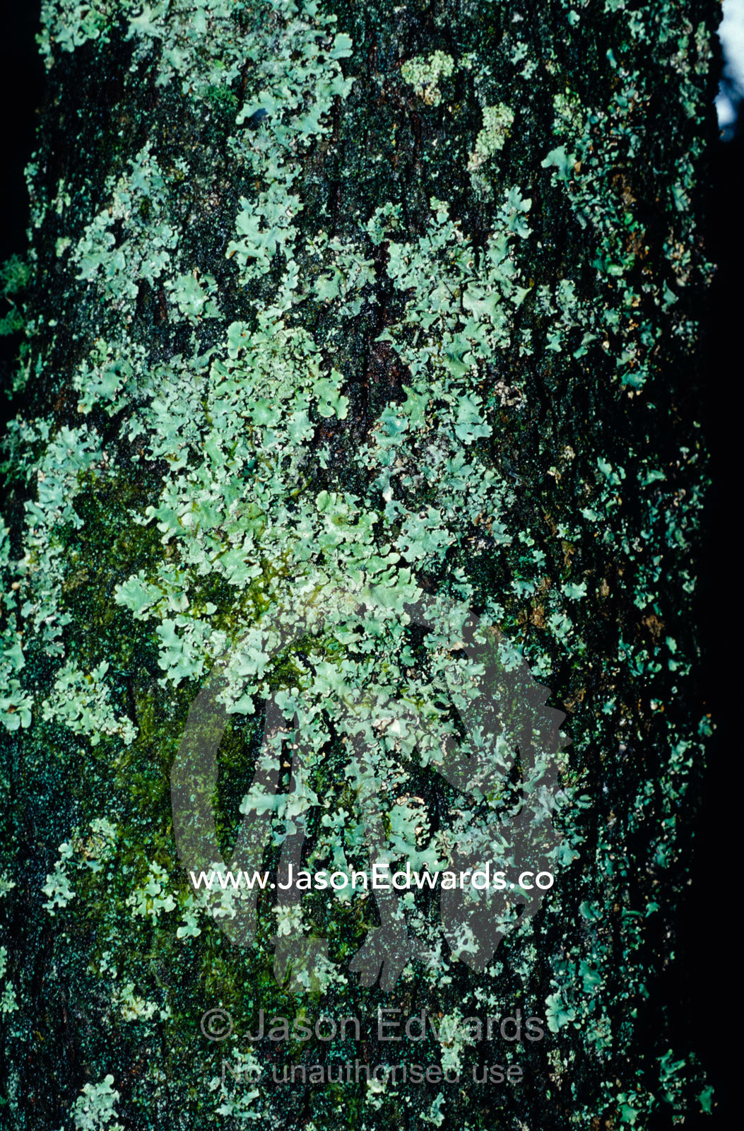 Bright green Lichen covering the trunk of a forest Blackwood Tree. Yellingbo Nature Conservation Reserve, Victoria, Australia.