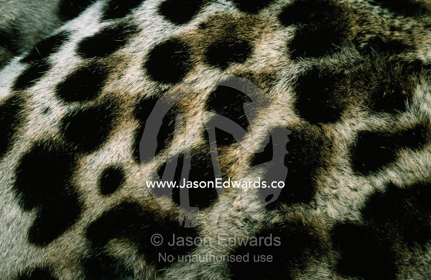 The textured and spotted fur coat of a vulnerable ocelot. Melbourne Zoo, Victoria, Australia.