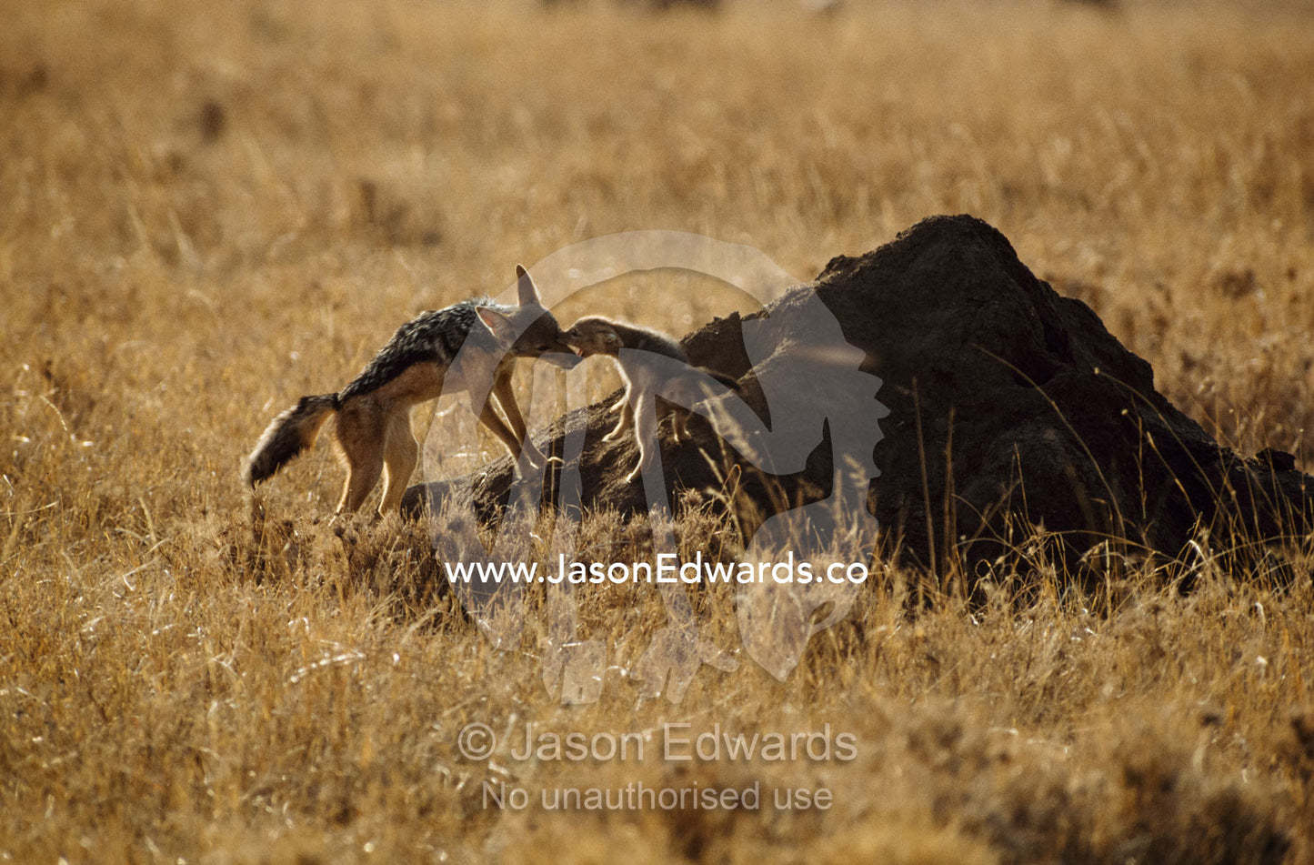 A black-backed jackal play wrestles with her pup on a termite mound. Serengeti National Park, Tanzania.
