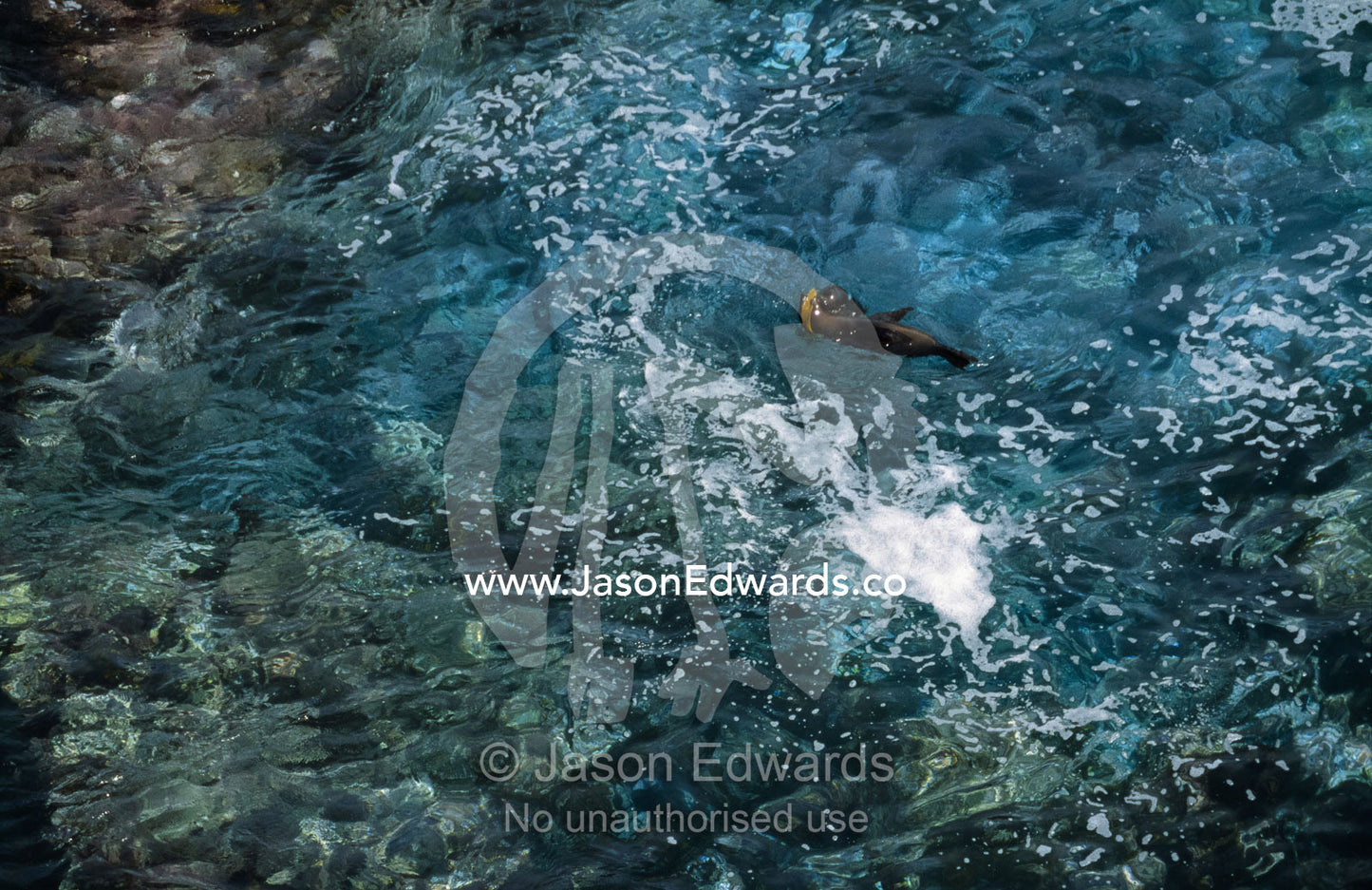 Aerial view of New Zealand fur seals playing in a rock pool. Cape de Couedic, Kangaroo Island, South Australia.