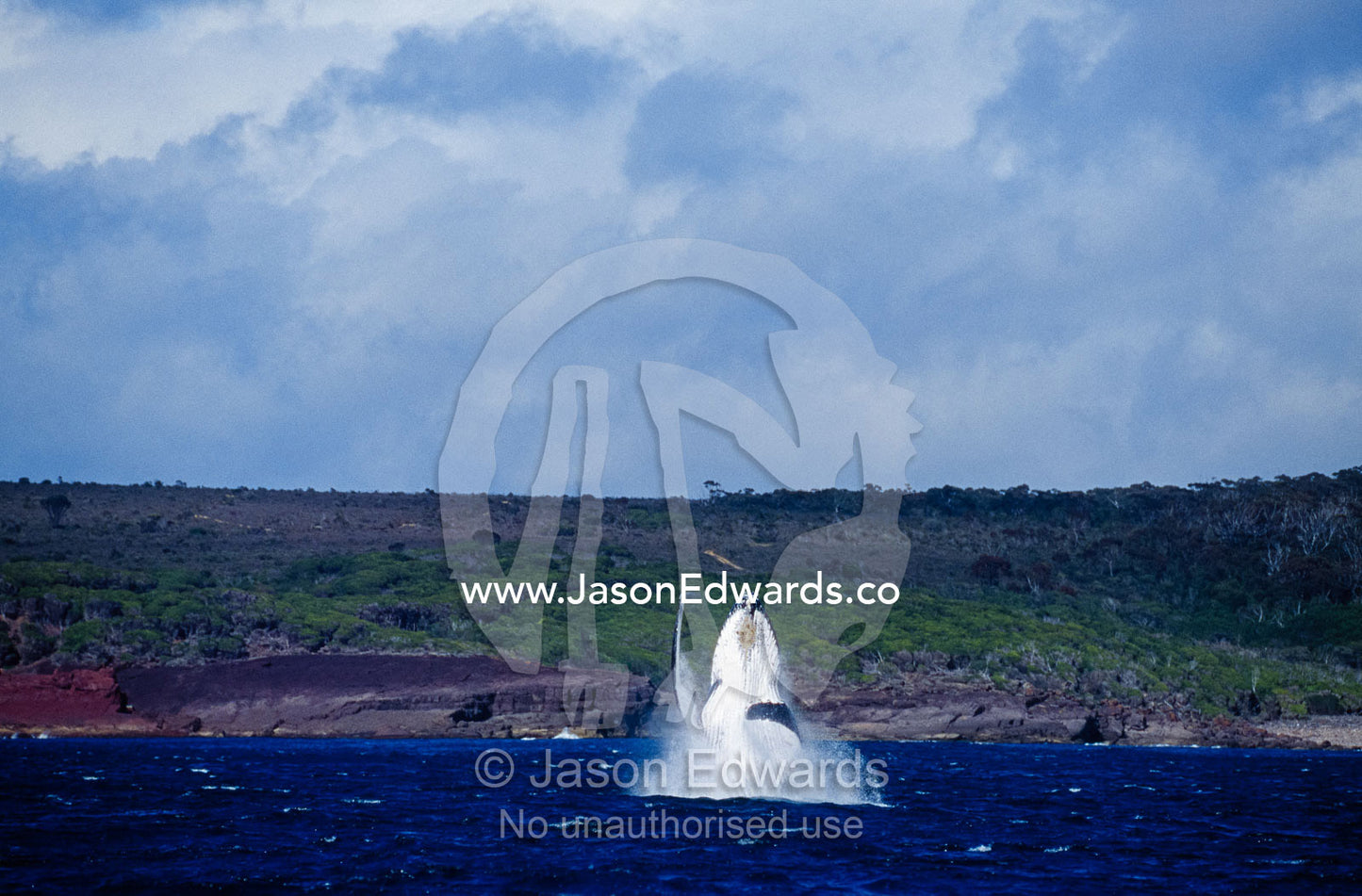 A Humpback Whales launches from the ocean surface in a pirouette. Platypus Bay, Hervey Bay, Queensland, Australia.