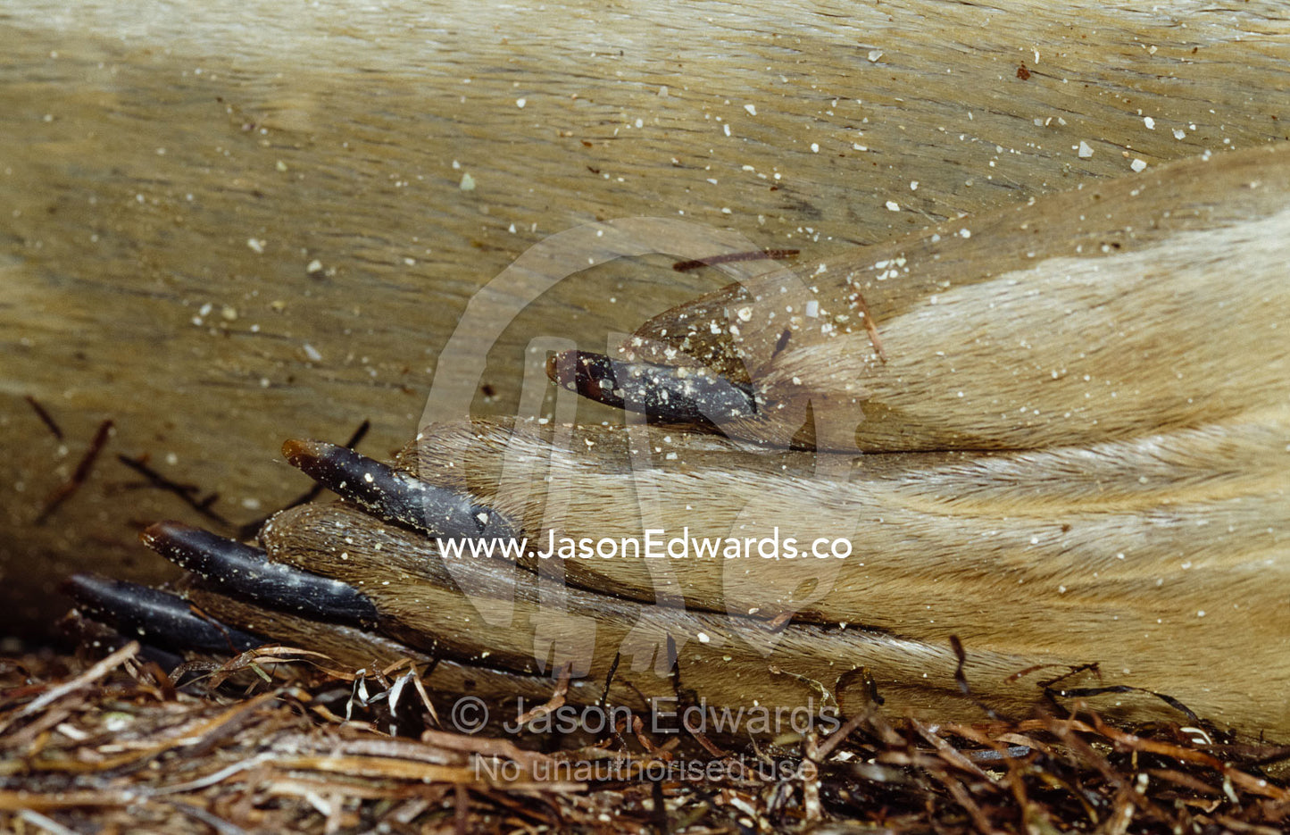 Detail of a flipper and claw of an endangered southern elephant seal. Point Henry, Victoria, Australia.