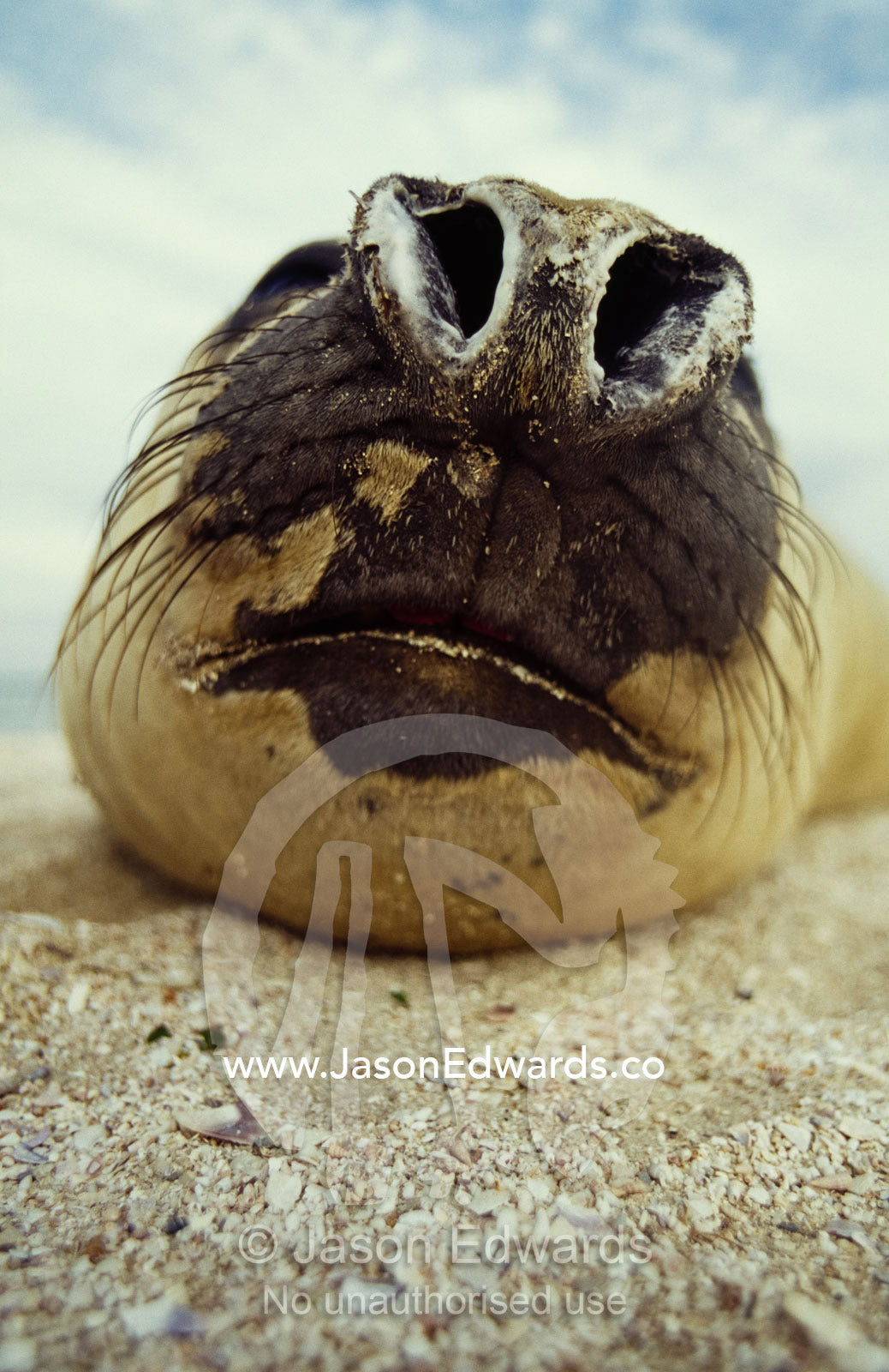 The snout, whiskers and mouth of an endangered southern elephant seal. Point Henry, Victoria, Australia.
