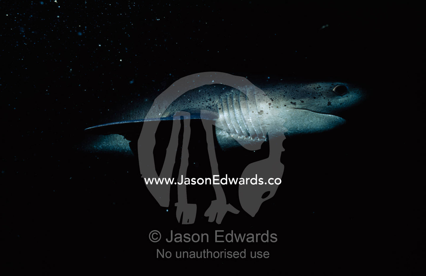 A broad-nosed seven gilled shark emerging from watery shadows. Melbourne Aquarium, Victoria, Australia.