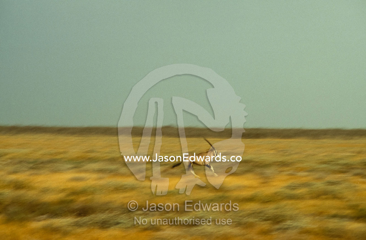 A gemsbok on the move, runs across a grassy plain at sunset. Etosha National Park, Namibia.