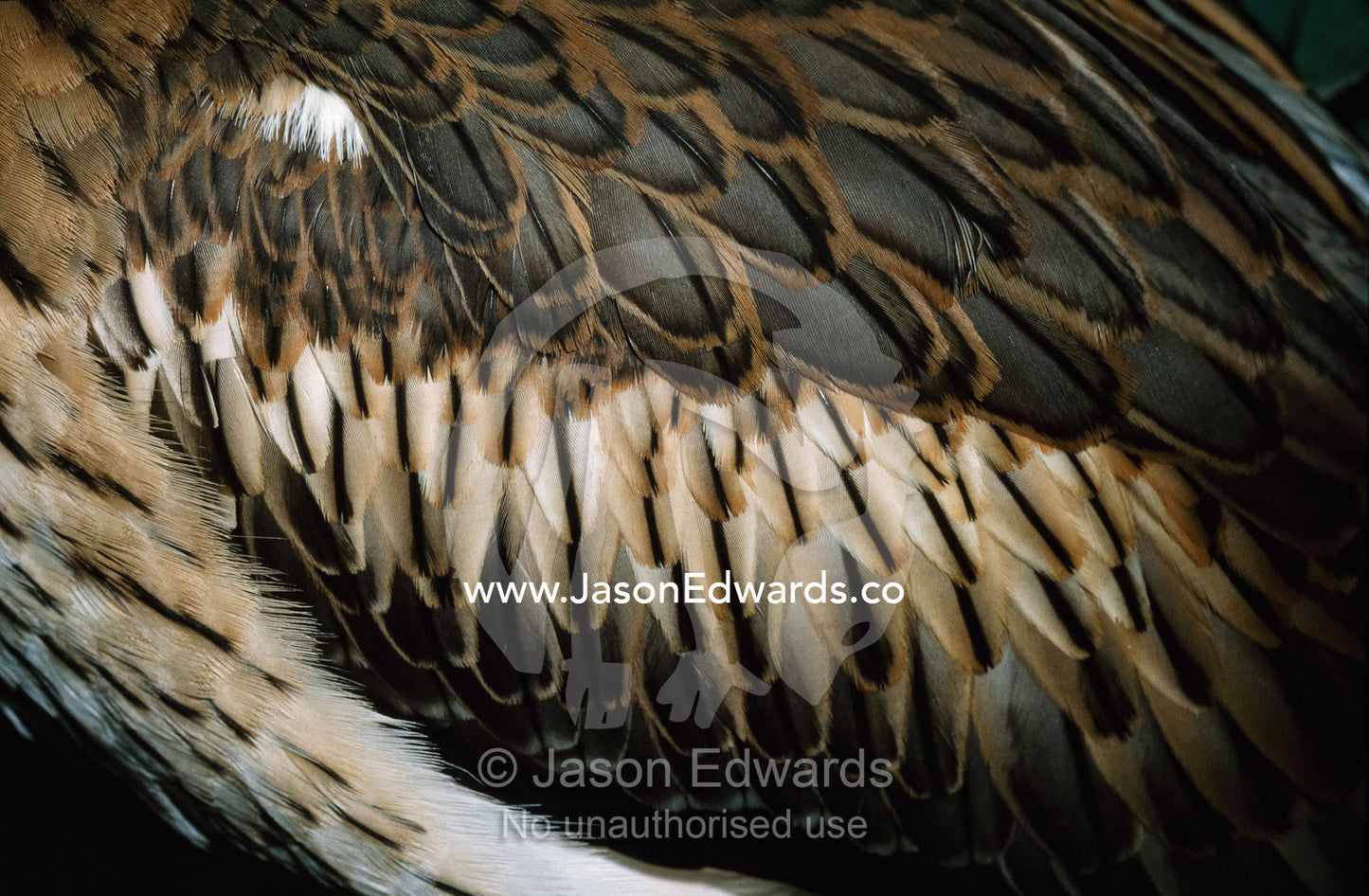 Detail of the wing feathers of a nocturnal stone curlew. Melbourne Zoo, Victoria, Australia.