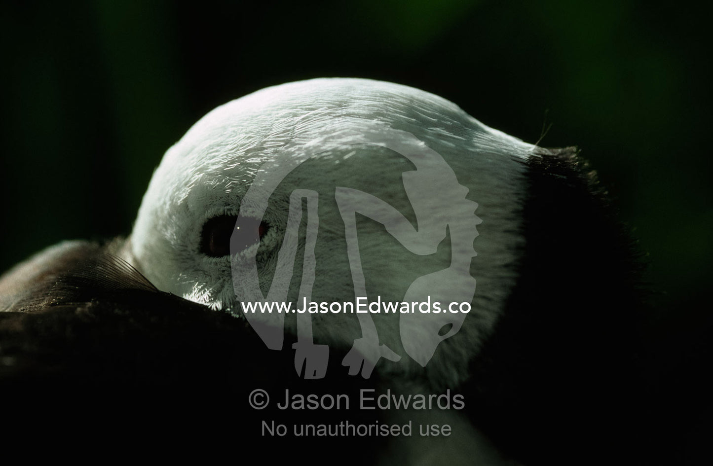 The eye and head of a sleeping black winged stilt. Melbourne Zoo, Victoria, Australia.