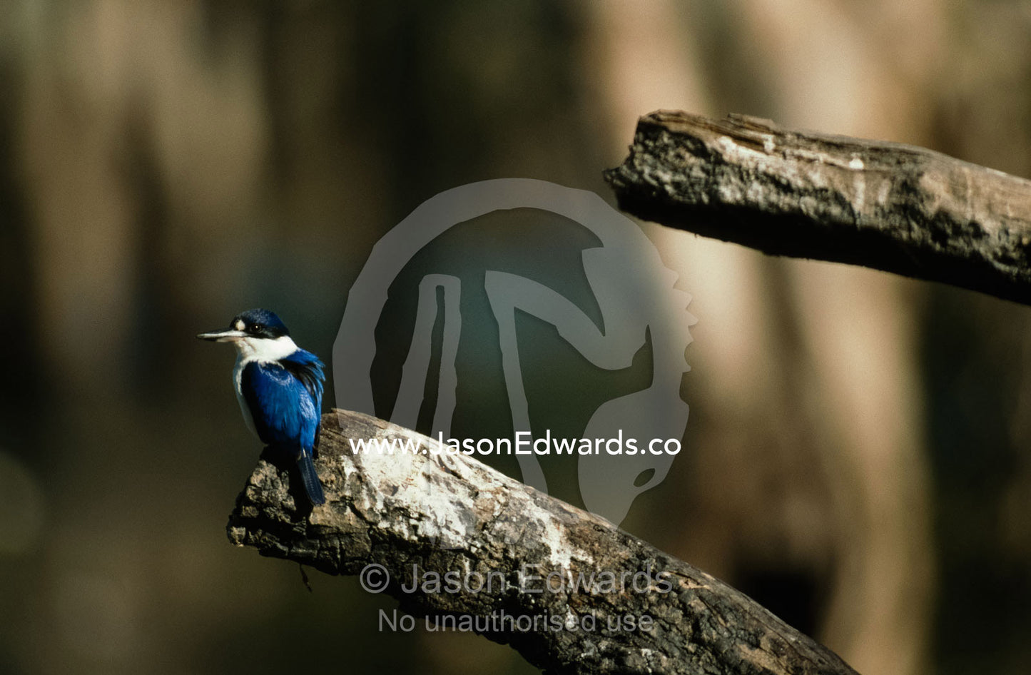 An iridescent blue forest kingfisher on a log at a billabong wetland. Kakadu National Park, Northern Territory, Australia.