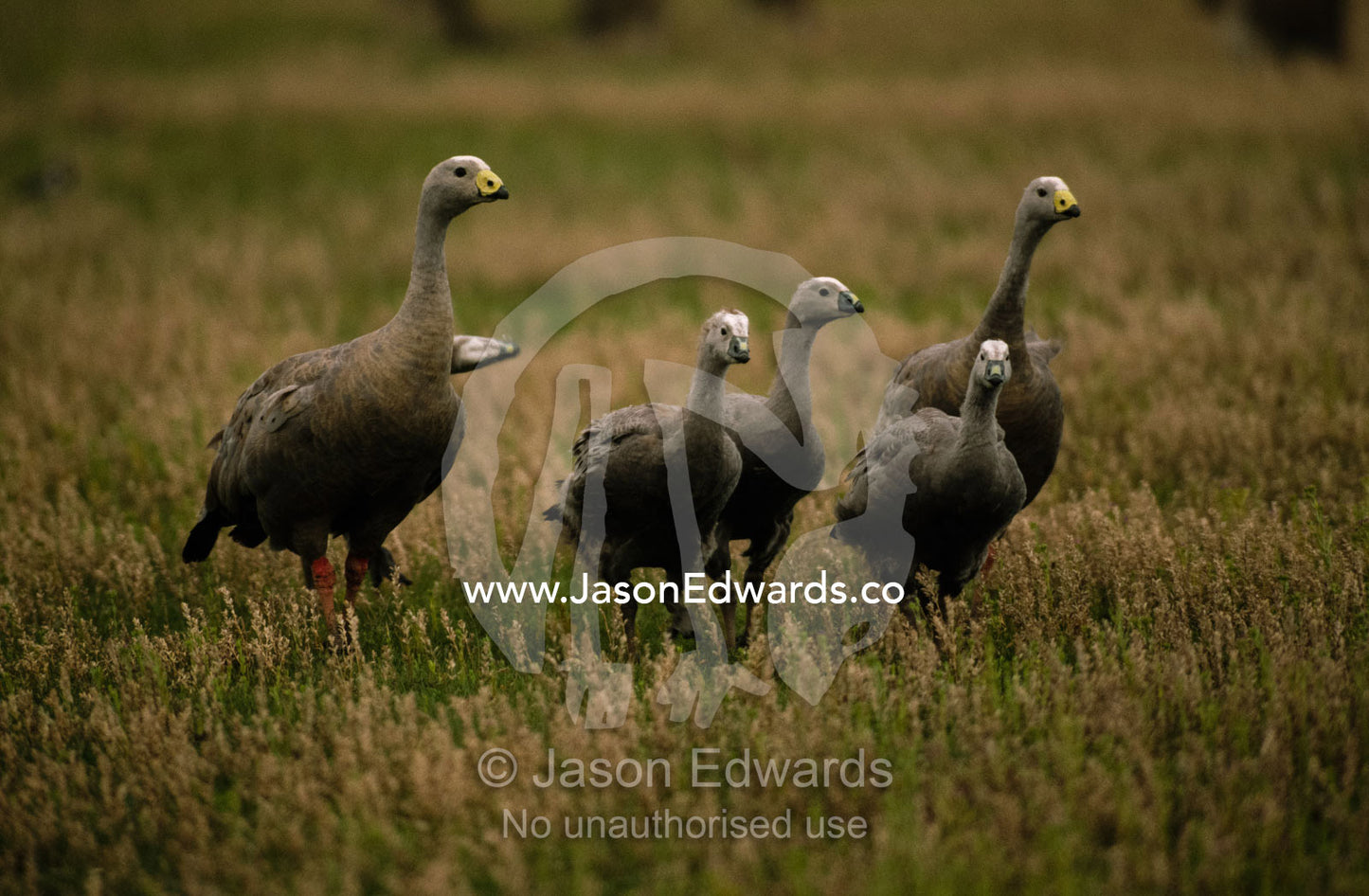 A Cape Barren goose pair and chicks march across a field. Kyabrum, Victoria, Australia.